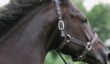 Horse Times Egypt: Equestrian Magazine :Articles :How to be a Trainer (Part 5 A): The Horse's Mental Fitness (Part 1)