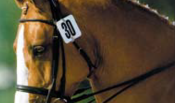 Horse Times Egypt: Equestrian Magazine :Articles :Jumping, Beginers, Breeding, Tack, Medication, Dressage,