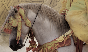 Horse Times Egypt: Equestrian Magazine :Articles :LE SALON DU CHEVAL D’ELJADIDA 10 YEARS OF PRIDE AND PASSION