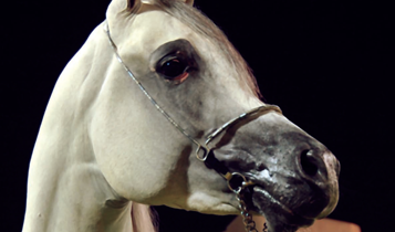 Horse Times Egypt: Equestrian Magazine :Articles :Libya Purebred Arabian Horses At The Sixth International Arabian Horse Show