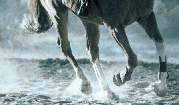 Horse Times Egypt: Equestrian Magazine :Articles :MOVING WITHIN YOUR HORSE’S PACE