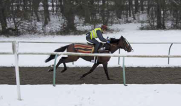 Horse Times Egypt: Equestrian Magazine :Articles :MEDICAL TIPS AN UPDATE ON OVER-GROUND EDOSCOPY