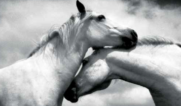 Horse Times Egypt: Equestrian Magazine :Articles :Photographer Gerard Keenan