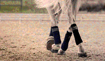 Horse Times Egypt: Equestrian Magazine :Articles :RIDING ESSENTIALS