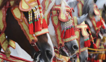Horse Times Egypt: Equestrian Magazine :Articles :SALON DU CHEVAL D'EL JADIDA 2014 THE CONTINUATION OF SUCCESS