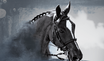 Horse Times Egypt: Equestrian Magazine :Articles :THE “BLOOD RULE” FROM THE LEGAL PERSPECTIVE 