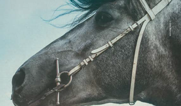 Horse Times Egypt: Equestrian Magazine :Articles :TIPS FOR EQUESTRIAN CONTRACTS: WRITE IT DOWN!