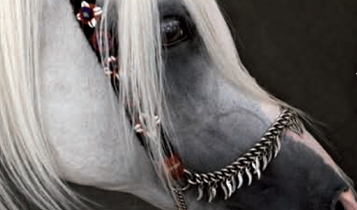 Horse Times Egypt: Equestrian Magazine :Articles :Tariq Dajani