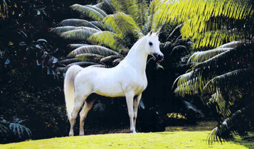 Horse Times Egypt: Equestrian Magazine :Articles :The Classic Arabian 1: Type - Dr. Nasr Marei, International Arabian Horse Judge