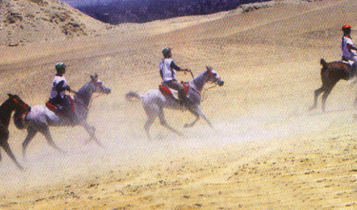 Horse Times Egypt: Equestrian Magazine :Articles :Al Ahram 4th Endurance Championship