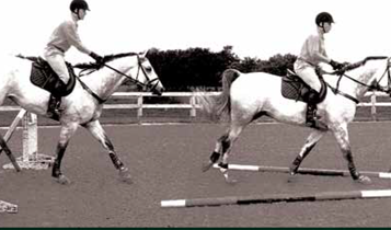 Horse Times Egypt: Equestrian Magazine :Articles :Training Tips Counting Strides
