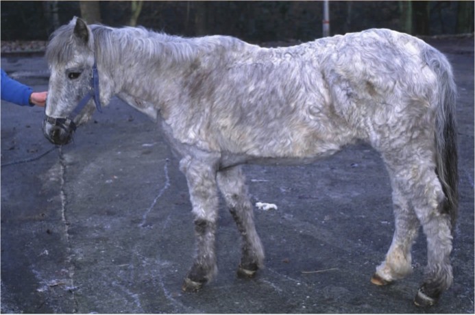 Horse Times Egypt: Equestrian Magazine :HorseTimes Blog :SAMPLE HANDLING AND ACTH CONCENTRATION