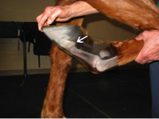 Horse Times Egypt: Equestrian Magazine :HorseTimes Blog :COMPARATIVE EFFICACY OF INTRA-ARTICULAR MEDICATIONS