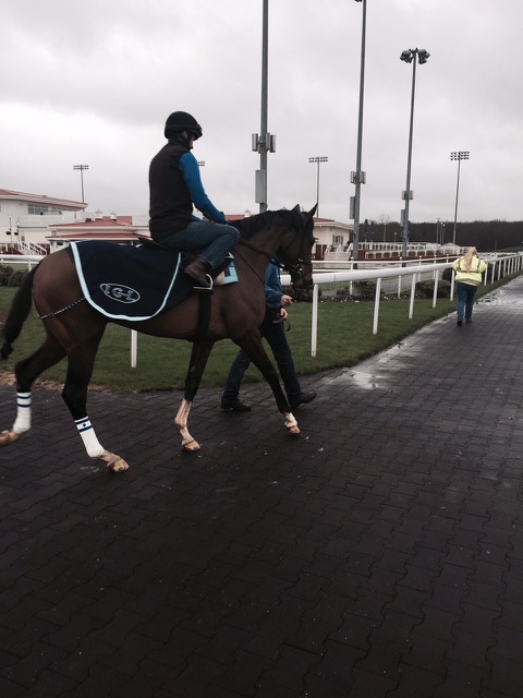 Horse Times Egypt: Equestrian Magazine :HorseTimes Blog :May the Force be with YOU