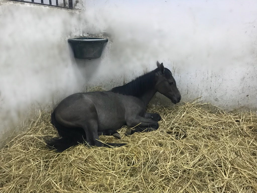 Horse Times Egypt: Equestrian Magazine :HorseTimes Blog :MY DAILY HORSES' CHECK UP AT EQUICARE 