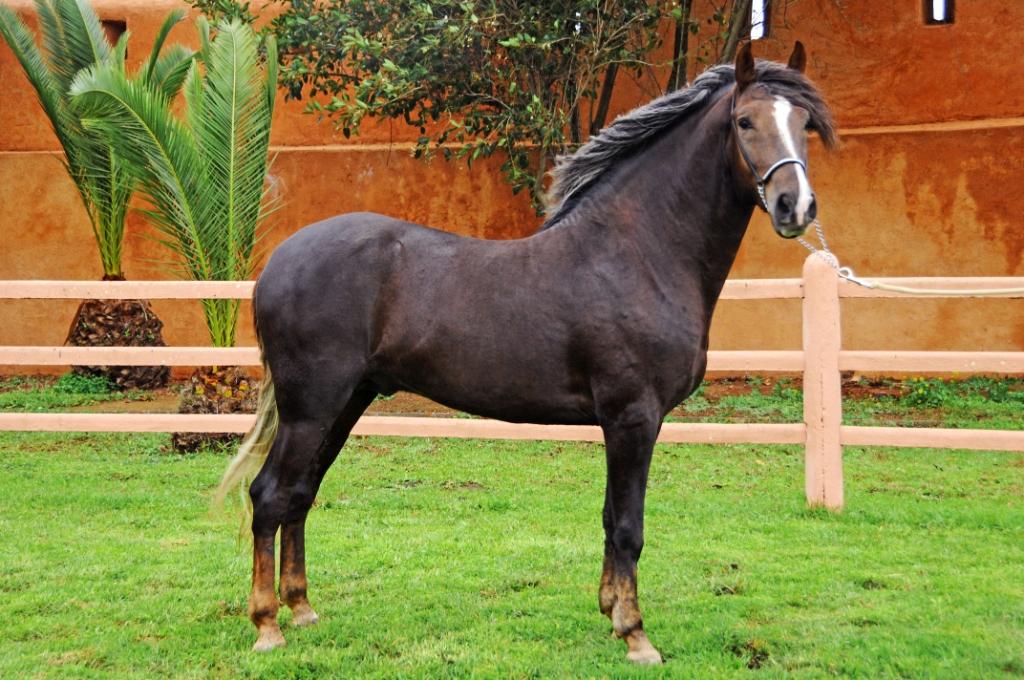 Horse Times Egypt: Equestrian Magazine :News :THE MOROCCAN BARB HORSE HONOURED AT THE ALLTECH FEI WORLD EQUESTRIAN GAMES™ 2014 IN NORMANDY