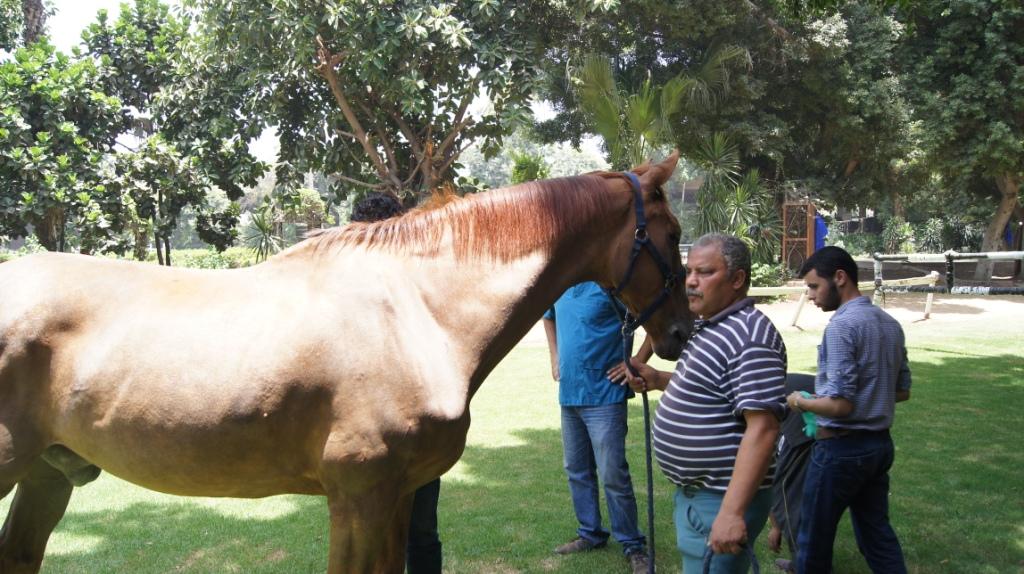 Horse Times Egypt: Equestrian Magazine :News :SAKARA EQUINE CLININC