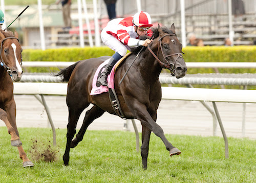 Horse Times Egypt: Equestrian Magazine :News :BAL A BALI MAKES A COMEBACK WITH PALM BEACH EQUINE CLINIC