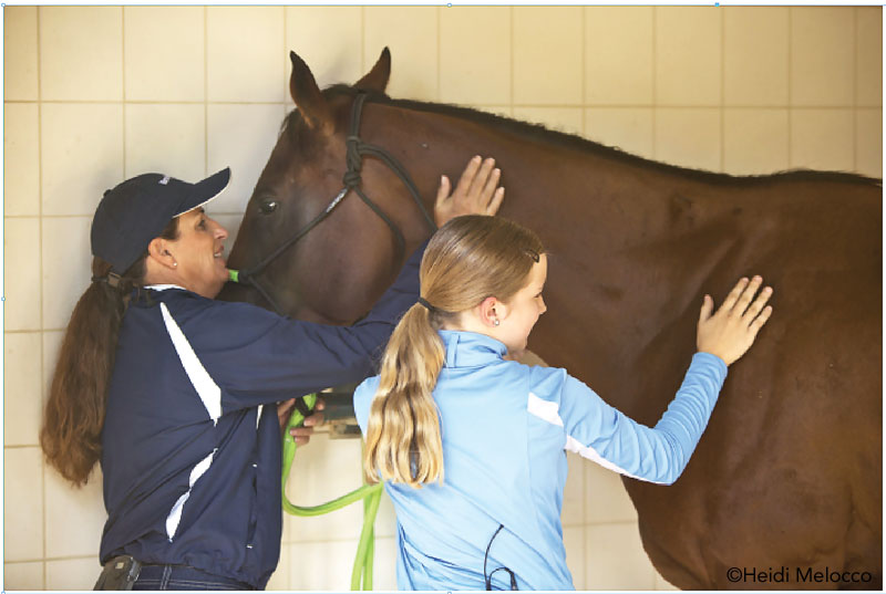 Horse Times Egypt: Equestrian Magazine :News :Good Horse, Bad Horse