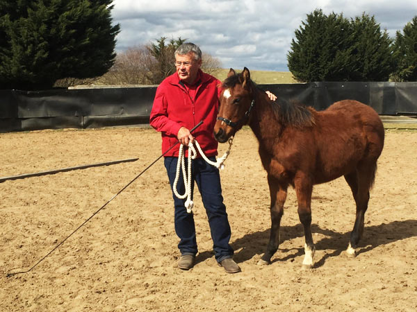 Horse Times Egypt: Equestrian Magazine :News :Young horse training: Get it right from the get-go