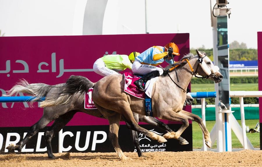 Horse Times Egypt: Equestrian Magazine :News :FIRST CLASS NAILS THE FIRST VICTORY OF THE DAY AT THE DUBAI KAHAYLA CLASSIC