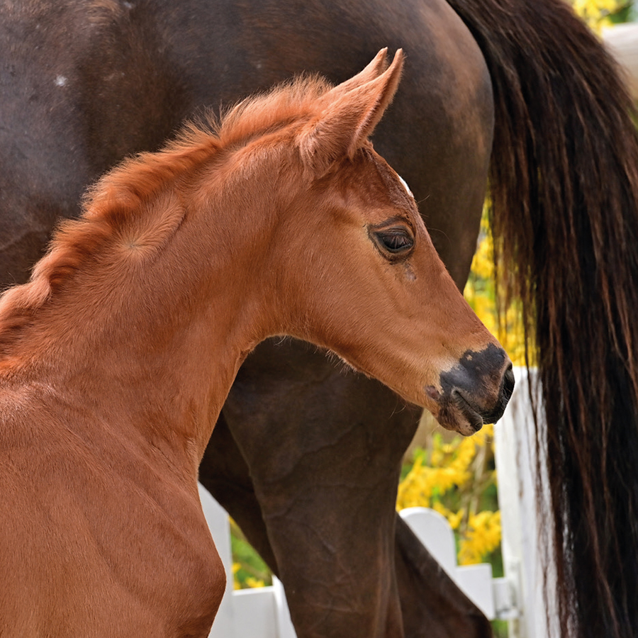 Horse Times Egypt: Equestrian Magazine :News :OLDENBURG ONLINE FOAL AUCTION