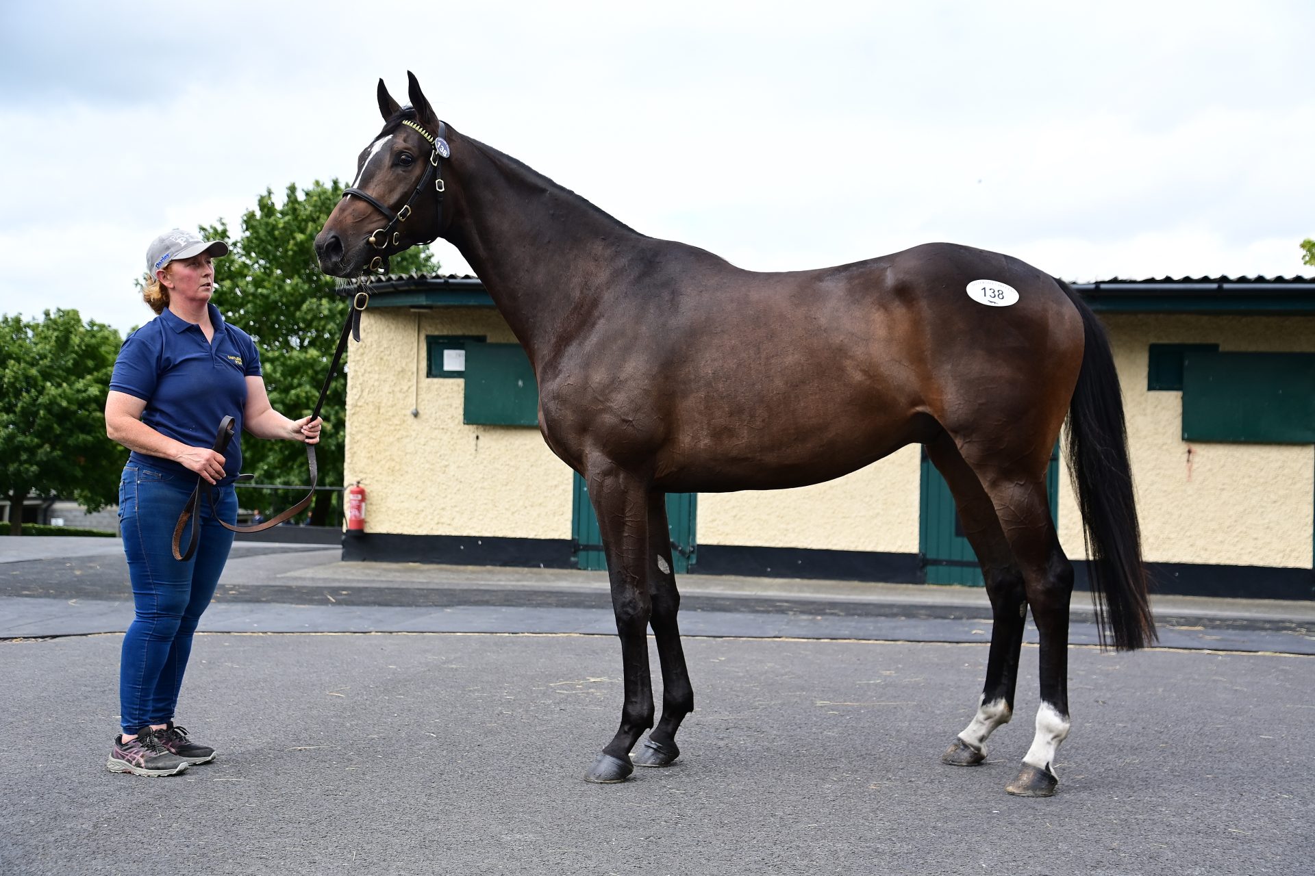Horse Times Egypt: Equestrian Magazine :News :SPENDING SPREE FOR MULLINS AND KIRK ON DERBY SALE OPENING DAY