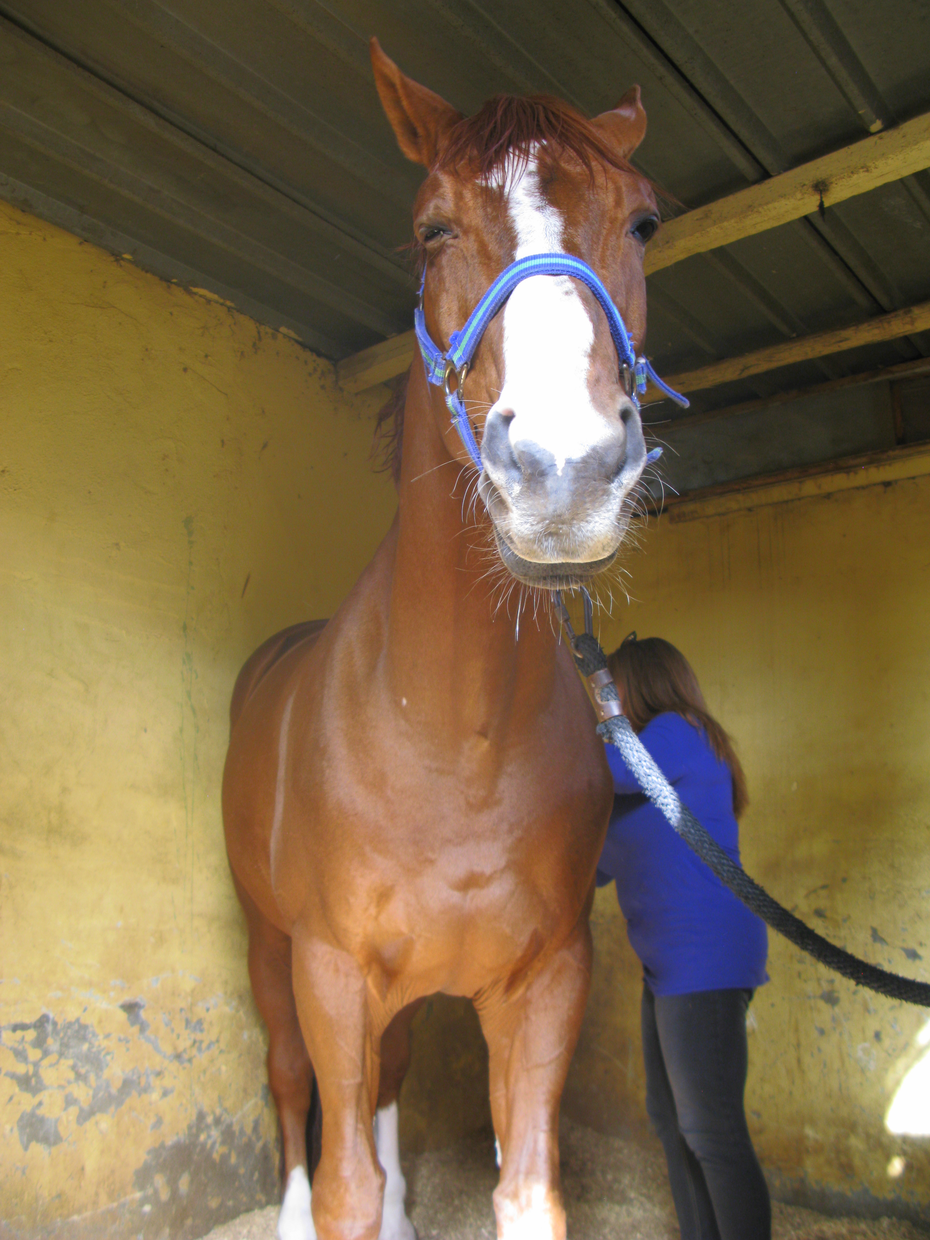 Horse Times Egypt: Equestrian Magazine :News :HOLISTIC HEALTH FOR HORSES AND THEIR RIDERS WITH HORSE HEAL™ 