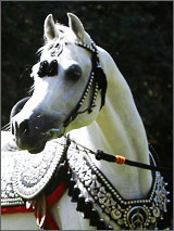 Horse Times :Equestrian Magazine,quarterly English magazine